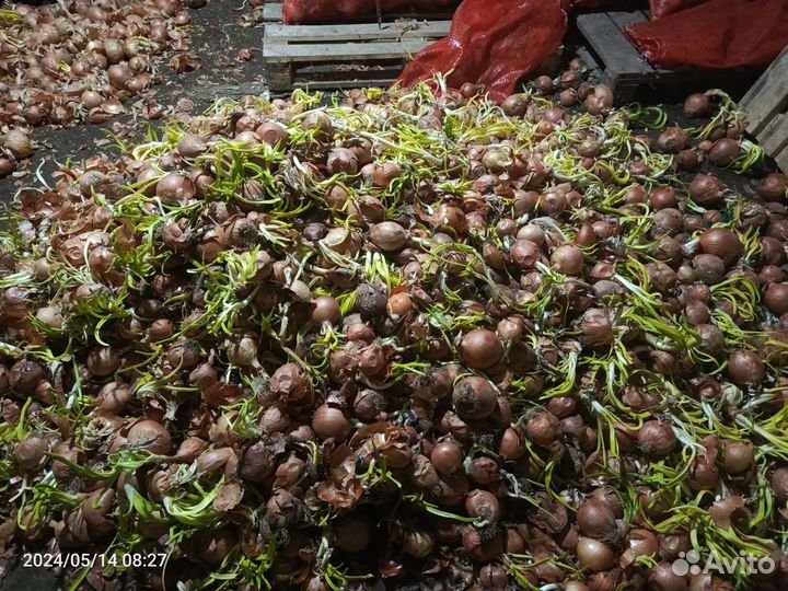 Лук репчатый проросший на зелень