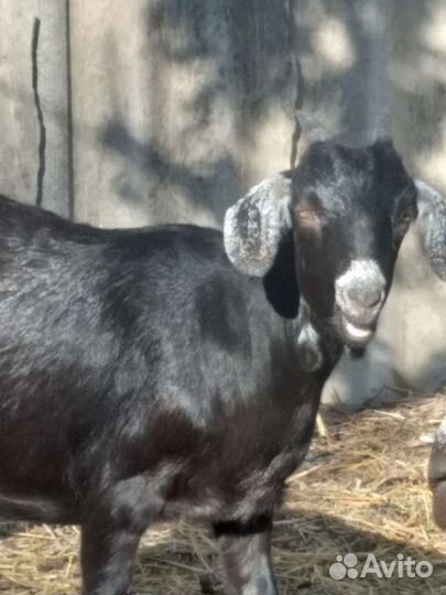 Нубийские козочки