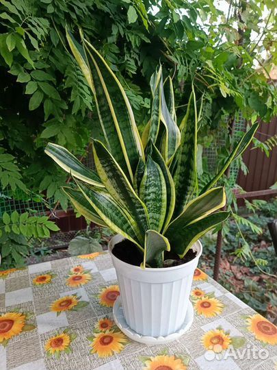 Сансевиерия