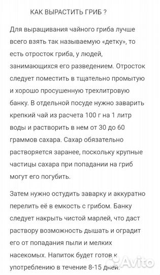 Чайный гриб комбуча