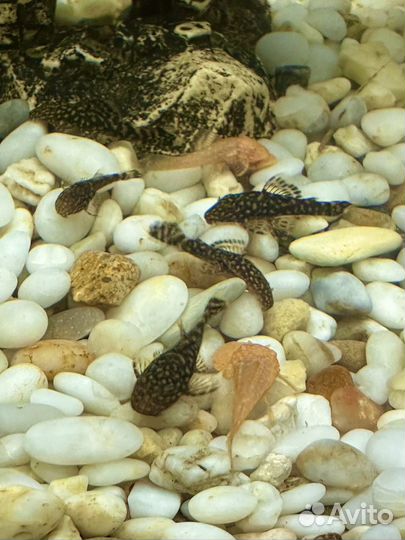 Сом анцитрус