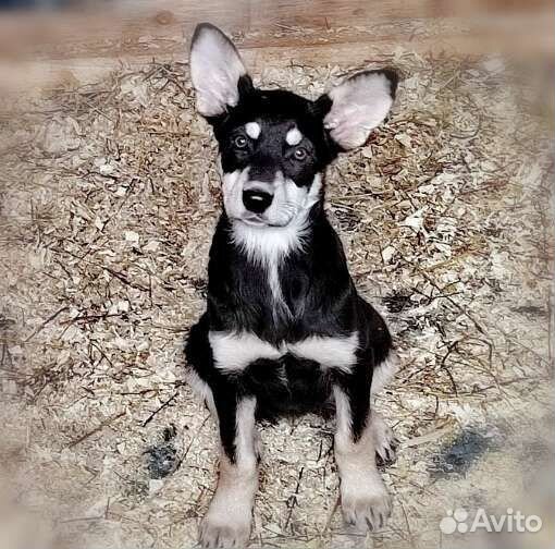 Чебурашка в добрые руки