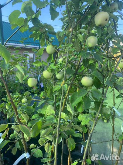 Саженцы яблонь оптом