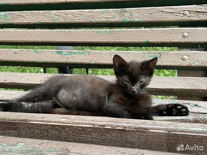 Спасите котика