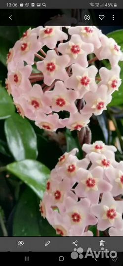 Хоя Карноза