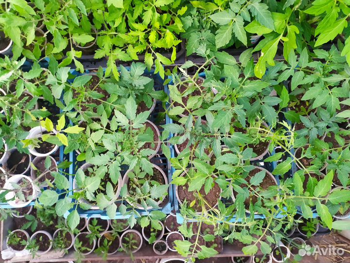 Рассада помидор и перцев