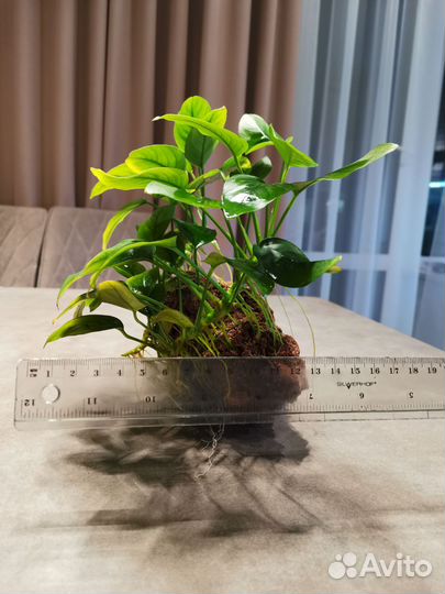 Анубис нана