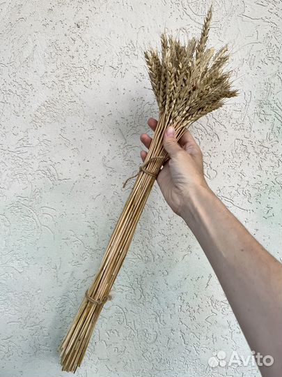 Сухоцветы пшеница