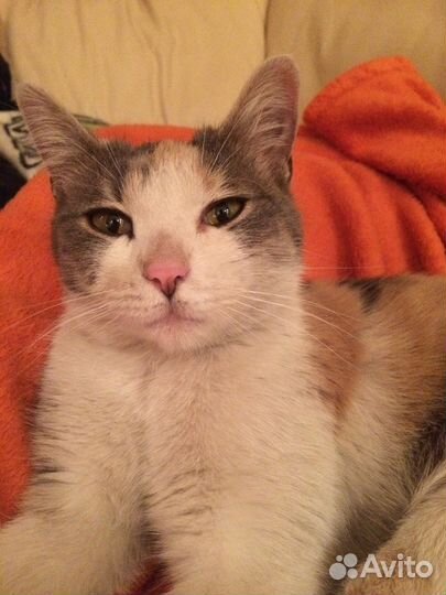 Красавица Бланка-кошечка в хорошие руки