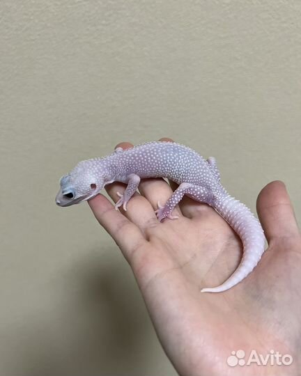 Гекконы эублефары Blizzard