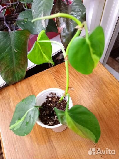 Филодендрон