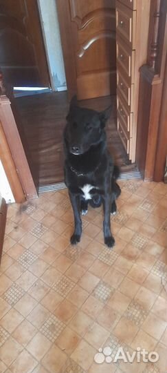 Собака в добрые руки отдам бесплатно