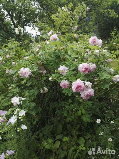 Клеродендрум г. Томсон, др,цветы