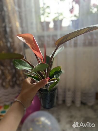 Филодендрон принц оранж