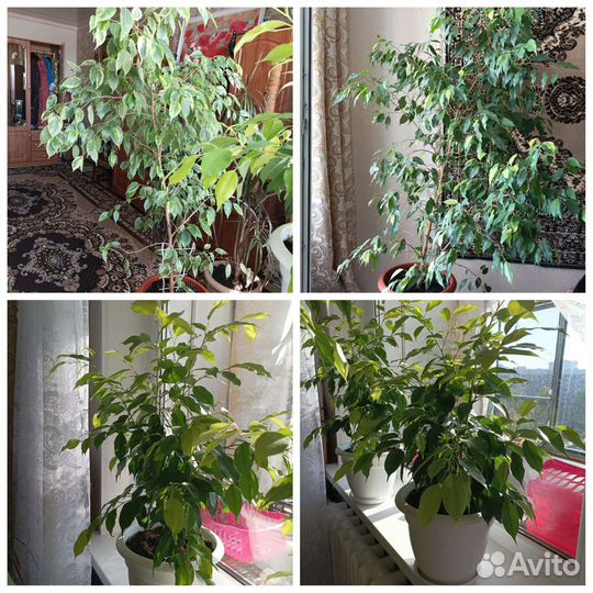 Фикус бенджамина большой