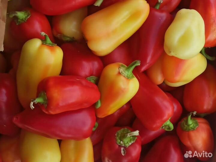 Перец болгарский