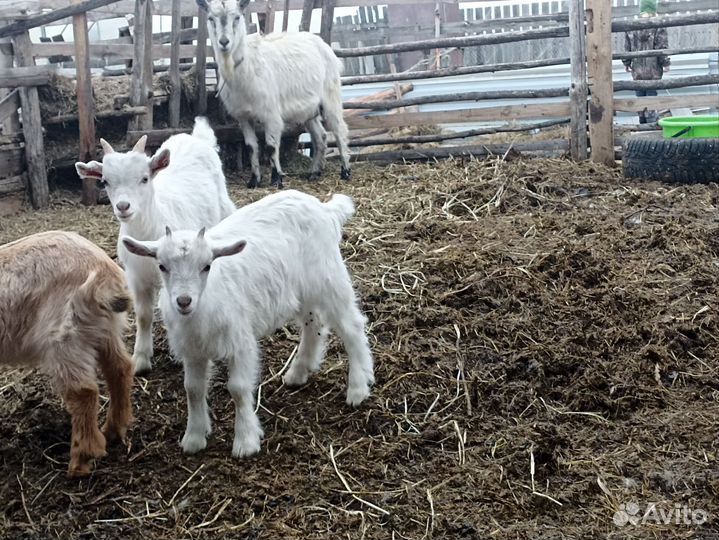 Козлята от русских и зааненских коз