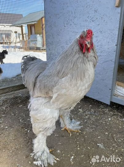 Инкубационное яйцо породистых кур и уток