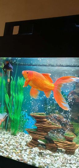 Золотая рыбка (комета)