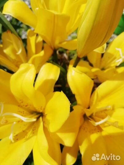 Лилия махровая клубни