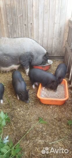 Вьетнамскую свиноматку продам и отдам хряка