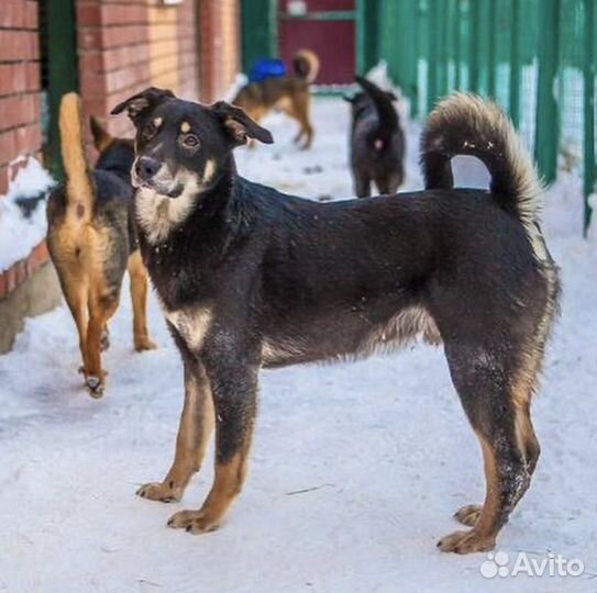 Собака в добрые руки