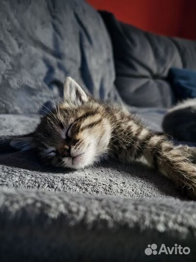 Котята сибирской кошки