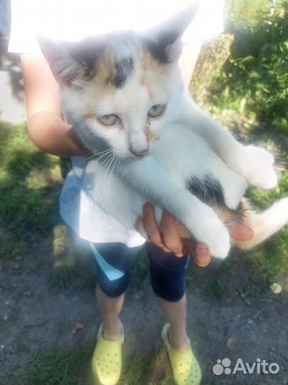 Кошка в дар