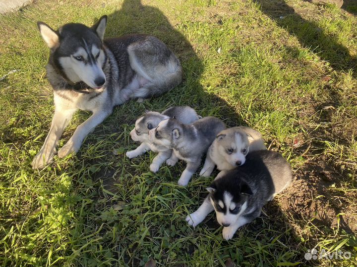 Щенки сибирской хаски