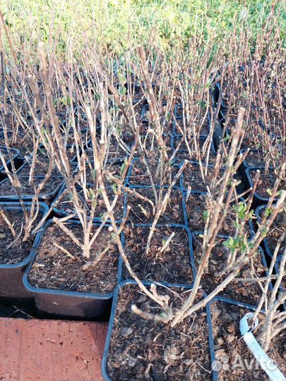 Чубушник Алебастр (жасмин)