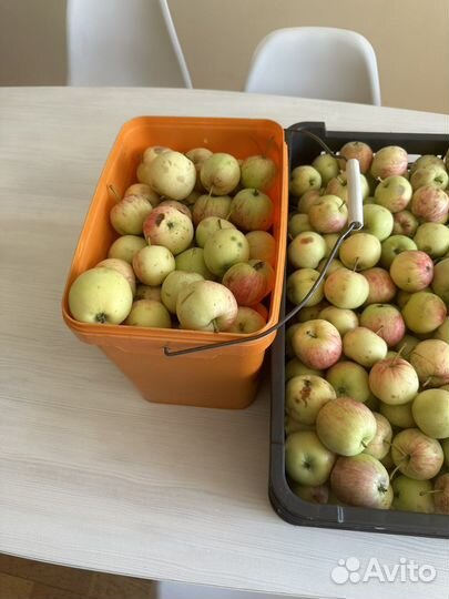 Яблоки сегодня последний день продаж