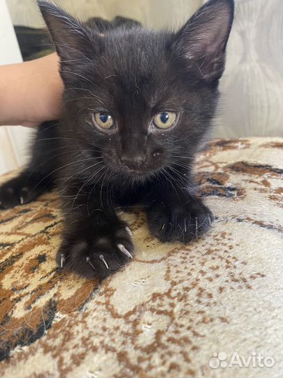 Кошки в добрые руки бесплатно