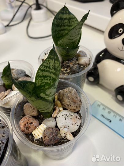 Сансевиерия детки