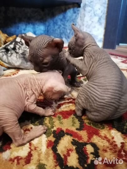 Канадский сфинкс эльф котенок