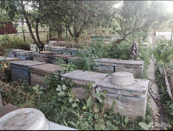 Ульи для пчел