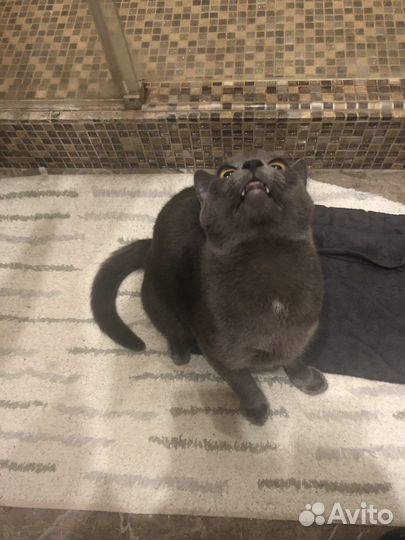 Кот для вязки русская голубая