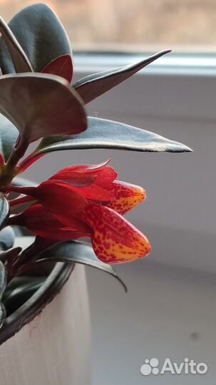 Гипоцирта «Золотая рыбка»