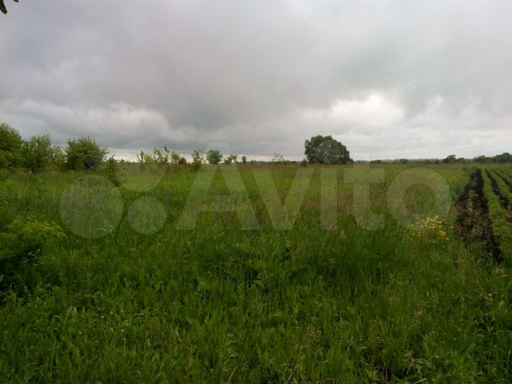 Участок 49,1 сот. (ИЖС)