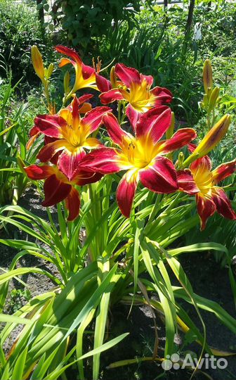 Лилейники - альбом №5