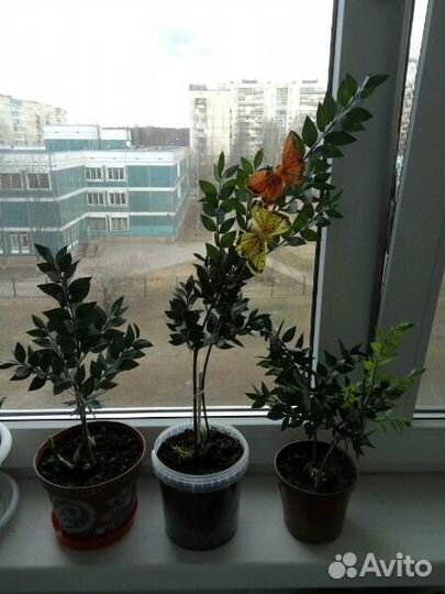 Рускус (Иглица)