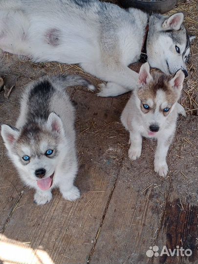 Щенки хаски