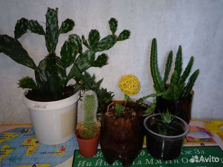 Коллекция суккулентов / кактусы