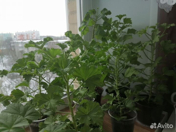 Комнатные цветы герань