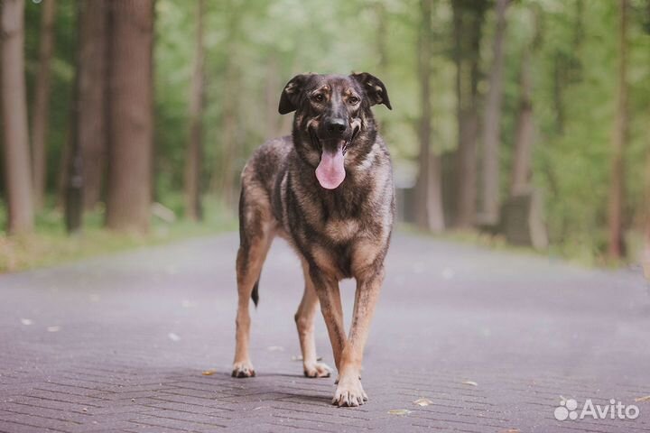 Марик ищет Дом