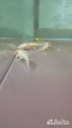 Аксолотль серый, белый, жёлтый, чёрный /тритон