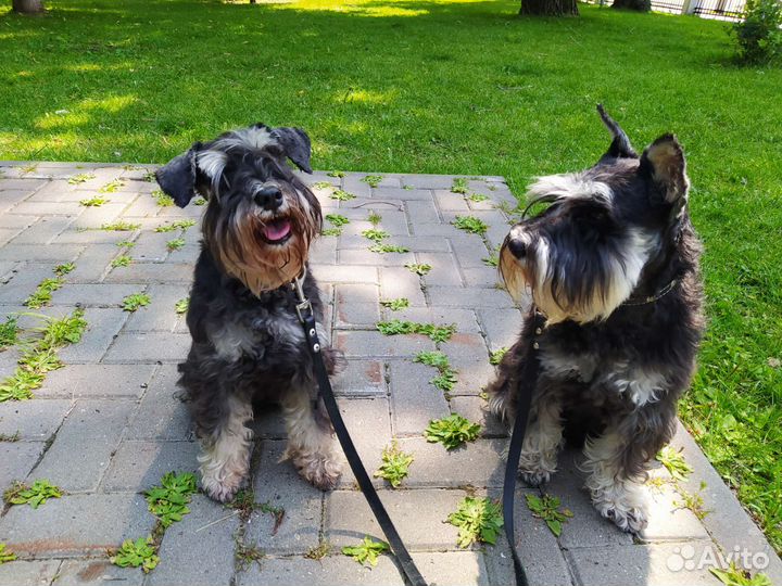 Передержка кошек и собак