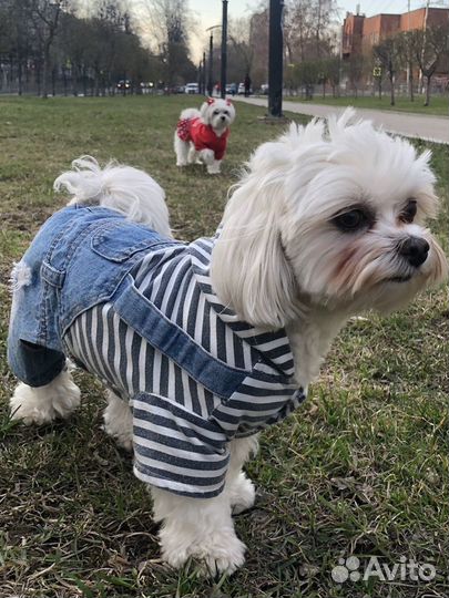 Кобель Мальтезе для вязки