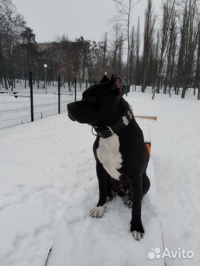 Амстафф вязка бесплатно