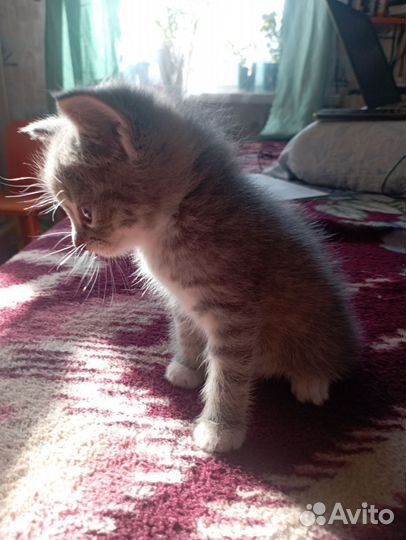 Кошка в дар бесплатно