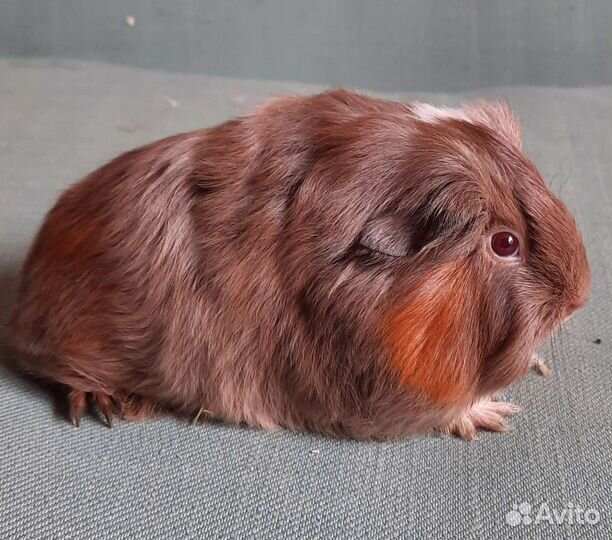Морские свинки длинношерстной породы шелти